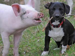 ��ֹ���� Ҳϲ�����Ŷ���