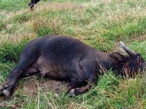 �侯����6ǹ����ţ���� 