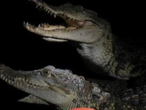 ��ץ�ش���28��