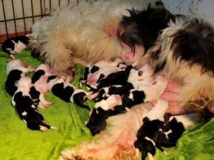 ���̷��ۿɰ�