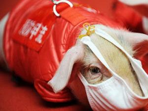 ����Ԥ����������