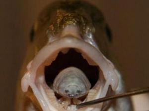 "���Ǽ�����"������������ �ľ���ͷ��ѪҺΪʳ