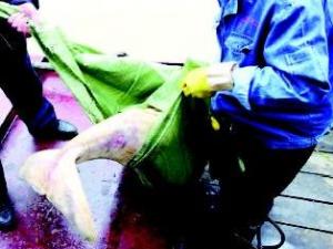 ��ͥ��12ͷ�����������