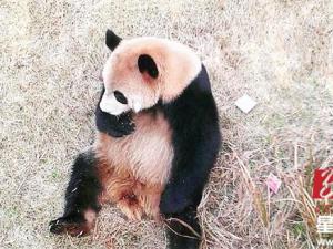 ��ɳ��̬����԰���ο͵�Ǯ �а���è����ʧ����ͼ��