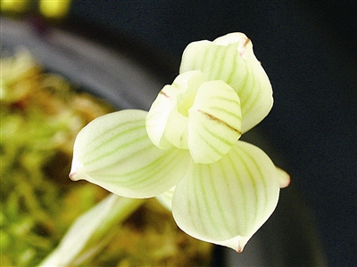 ��̫��������عںɶ�����1500��