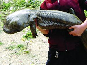 15��������������չ������