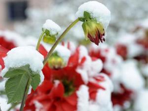 �������ദ���½��׳���ѩ