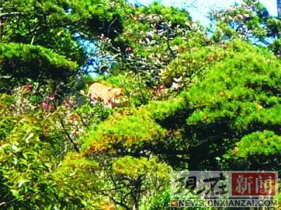 ��Ц�Է� ר�ҷ���������ɽ�ϻ���������ɳƤ��