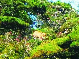 ��������ɽ���������ơ�׷�� ��ƾ��Ƭ�����ж�