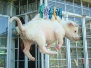 ���ɱ��������¼С�Ű����������ָ��