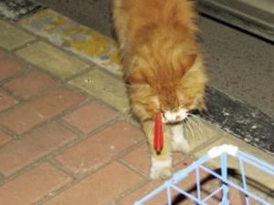 �����ö�ҩ����Űɱʮ��ֻ����è