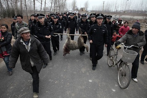 枣庄 狼.jpg 枣庄 狼.jpg