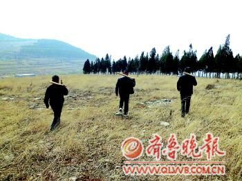 枣庄 狼.jpg 枣庄 狼.jpg