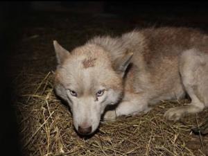 ��ׯ���ǰ����� ר�Ҽ���������ĸ�ǡ�Ϊ��ʿ�棨��Ƶ��