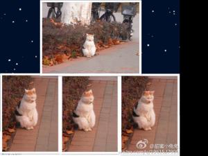 �Ͼ�������è�������ְ�����