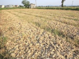 �㽭���˳���44.1����� �����߲˱�����