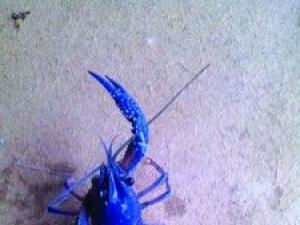 �쳤������ɫ��Ϻ ר�ҳƻ���ͻ����� 