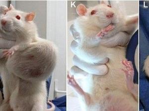 ũҵ����ת����ʳƷ�봫ͳʳƷһ����ȫ