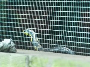 �Ĵ�һ�߳�320���۾��߳��� 52�����䲻��