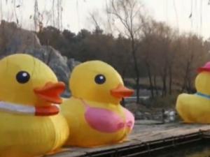 �������Ѽ�������Ȼ��� �����²ۣ�Ѽ�ǲ��鶯����