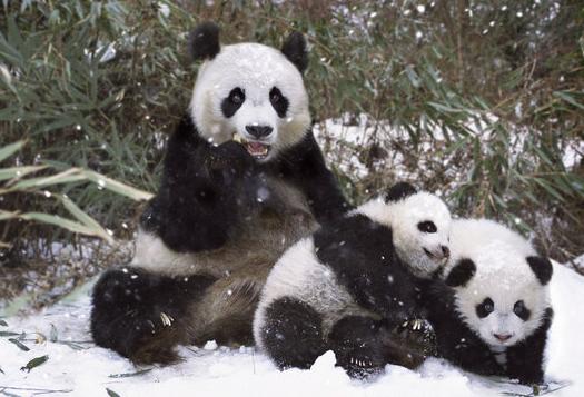 Ұ��������Ӱʦ����������ѩ�д���è����ͼ��