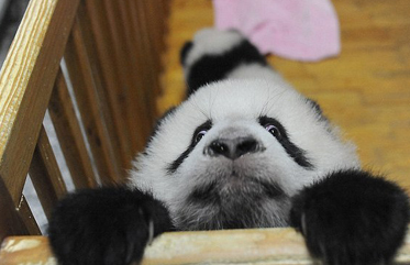 ��Ц����è�������ݡ�ʤ��������������ͼ��