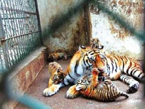 ����μ������԰11ֻ�ϻ�������