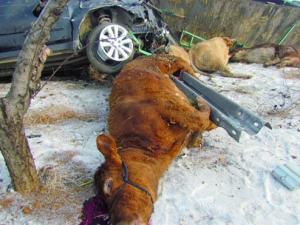 �������ֺ��������������ţ(ͼ)