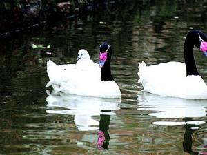 ���ϵ�����ֻС�ھ���쵮����ͼ��