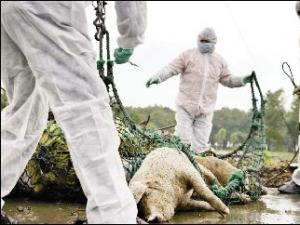 ������ֳ��������������