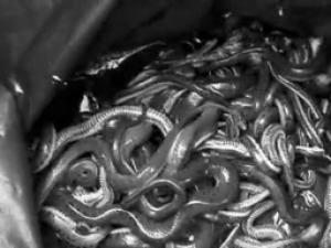 ����С���ڷ���300������ �Գƹ�������