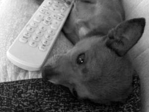 ����������С�������س��µص� ��ʳʮ��������ͼ��