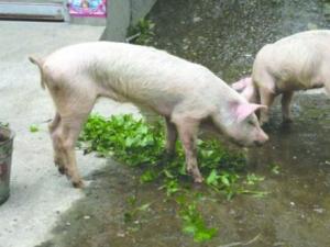 �Ű������45���ڳ�2ֻ�Ҵ��� ����30��(ͼ)