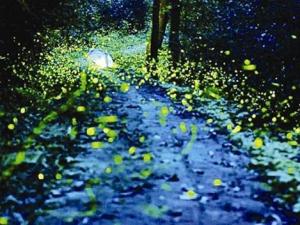 �ൺ������������ֻө��� 3�������һ��