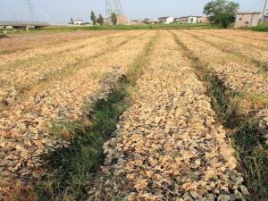 ������44.1����±俾�� �����߲˱�������ͼ��