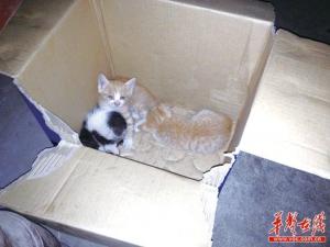 ��ɳ����������Ѱ��è�� һ��ҧ��3è��(��ͼ)