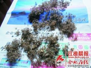 ��������"����"һ�²�����ֻ���� ��ɹ��ʬ(ͼ)