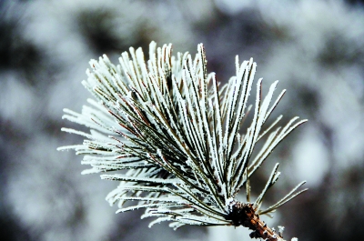 �������ɻ����ϳ��ִ������ڡ���