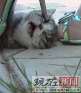 ����һС������è�ұ�ն��