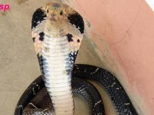 ����160���۾��߳����¿ֻ� ����̸��ɫ��