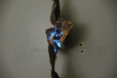 �����ҹ������ ���������ĻŻ�