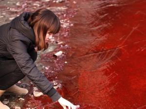 ����������������Ⱦ ��ˮ�䡰Ѫ����