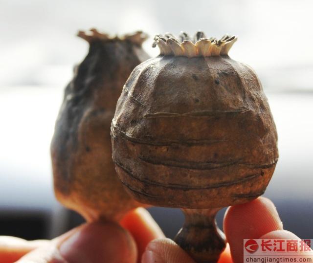 ����Ǳ���������������������ŭ