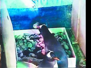 �������ոճ�������챻��������ʳ ���̱��ع⣨ͼ��