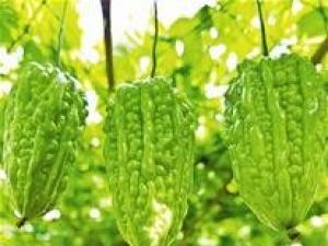 �����ѳ��߲ˡ��ں� �����˵�������ǹ 