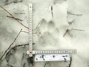 ����������Ȧ�Ե�����Ȯ ��ӡ��������ͼ��