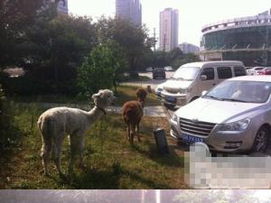 ������������ڹ�˾����������Ӱ�� ������Ժ��ܲ���ͼ��