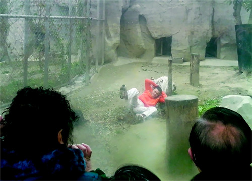 �ο�����ɶ�����԰��Ѩ���ư׻���ͼ��