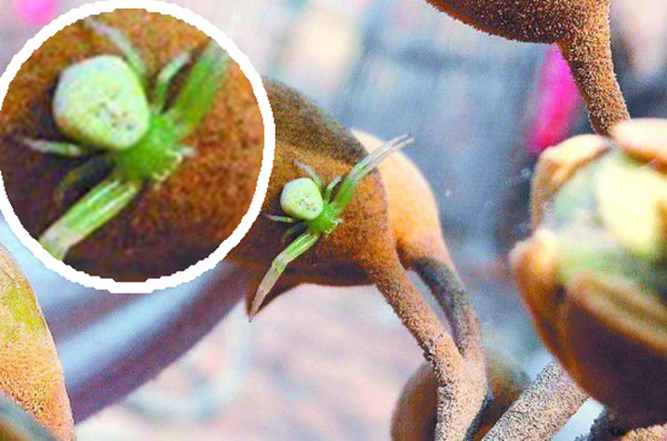 �ӱ���Ů���֡������֡�����֩�� ������һ���г�����