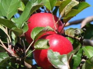 ����ƻ��һҹ��͵�������� ���ѣ���С͵�����۹⣡